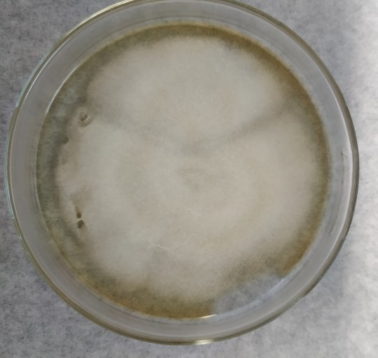 37. Penicillium camemberti