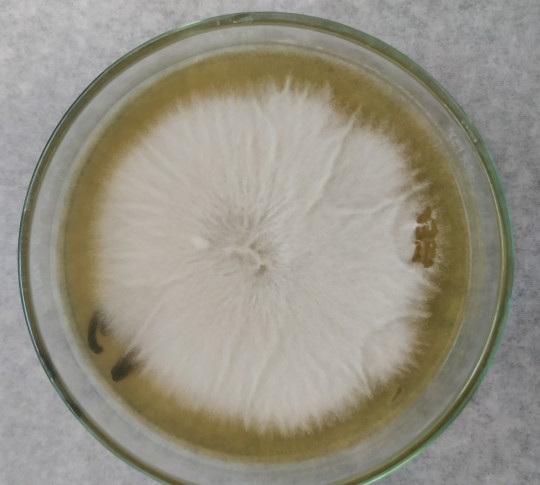 38. Geotrichum candidum