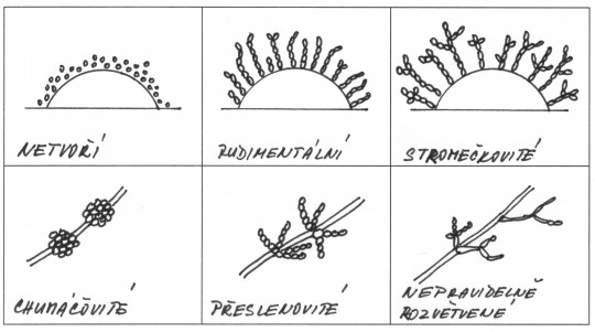 43. Tvary pseudomycelia