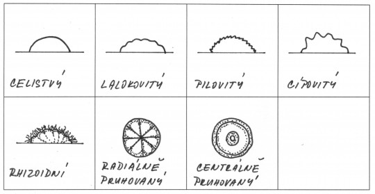 52. Typy povrchů a okrajů kolonií