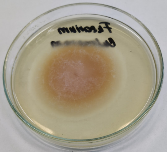 63. Vzdušné mycelium Fusarium culmorum