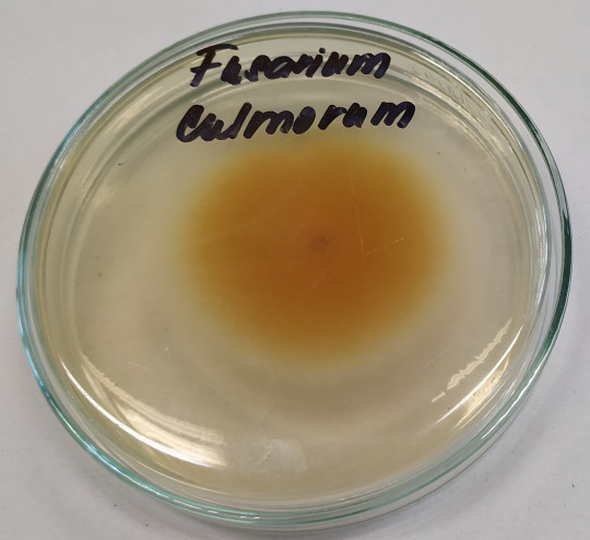 64. Substrátové mycelium Fusarium culmorum