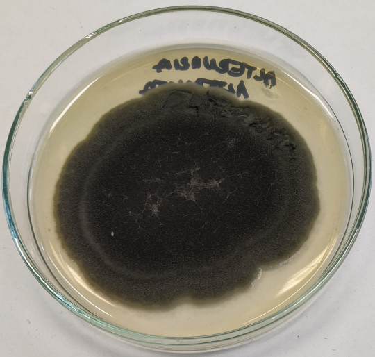 65. Vzdušné mycelium Alternaria alternata