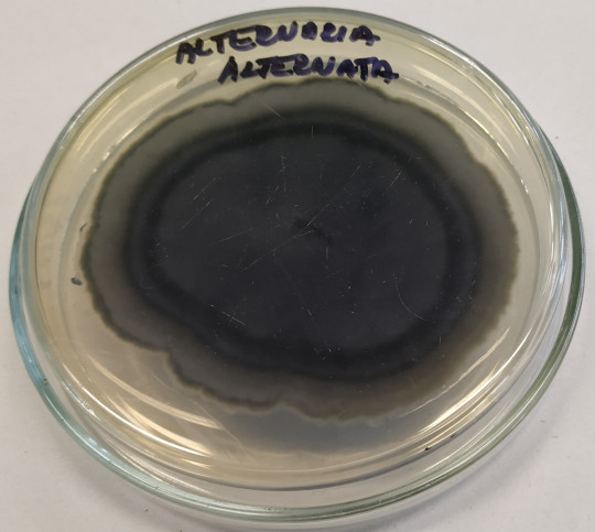 66. Substrátové mycelium Alternaria alternata