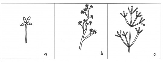 70. Typy konidioforů: a) jednoduchý, b) nepravidelně větvený, c) přeslenovitě větvený