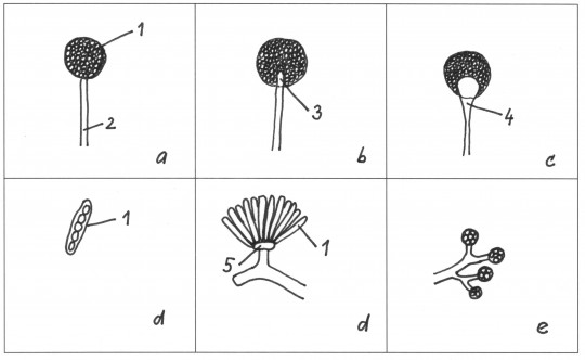 71. Sporangia a sporangioly: a) kulovité sporangium bez kolumely, b) kulovité sporangium s kolumelou, c) kulovité sporangium s kolumelou a apofýzou, d) válcovitá sporangia, e) sporangioly, 1) sporangium, 2) sporangiofor, 3) kolumela, 4) apofýza, 5) bazální buňka