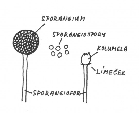 72. Sporangiofor rodu Mucor