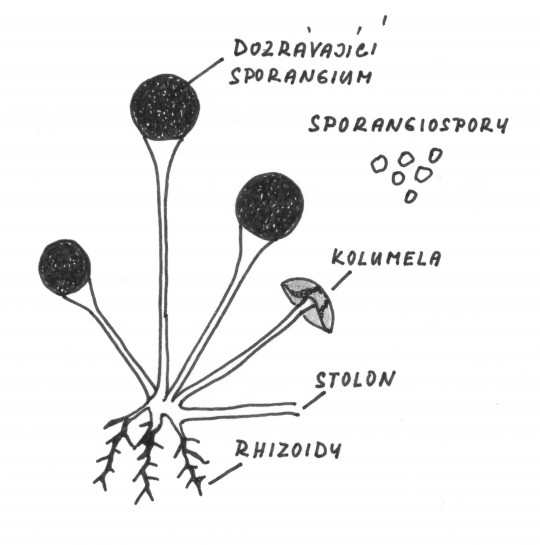 73. Svazek sporangioforů Rhizopus stolonifer