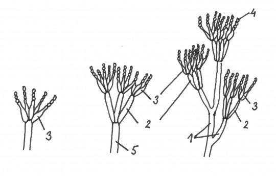 74. Konidiofory rodu Penicillium: 1) větve, 2) metuly, 3) fialidy, 4) konidie, 5) stopka