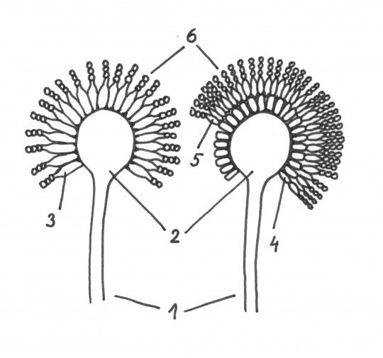 75. Konidiofory rodu Aspergillus: 1) konidiofor, 2) vezikula, 3) fialidy, 4) metuly (primární fialidy), 5) sekundární fialidy, 6) konidie