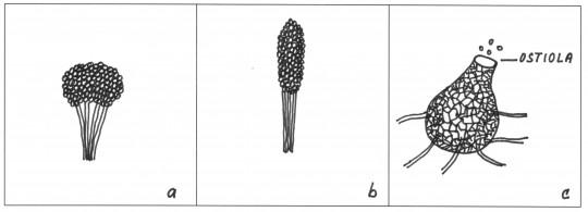 76. Zvláštní uspořádání konidioforů: a) koremium ze stejně dlouhých konidioforů, b) koremium z různě dlouhých konidioforů, c) pyknidium