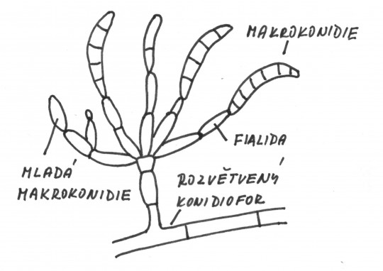 81. Makrokonidie rodu Fusarium