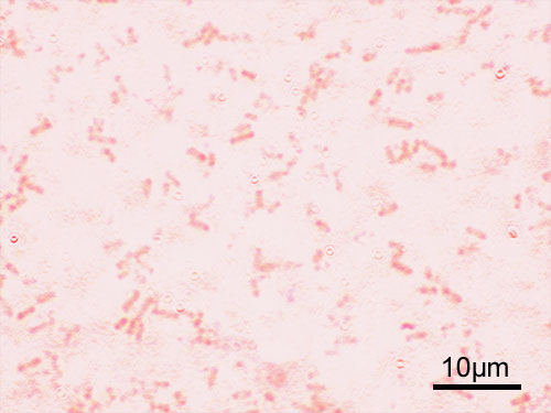 9. Shigella flexneri, Gram [30]