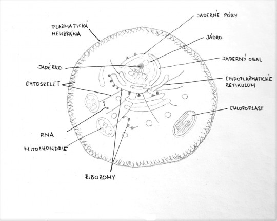 2. Stavba eukaryotické buňky