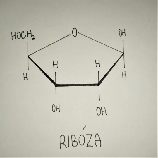 4. Ribóza