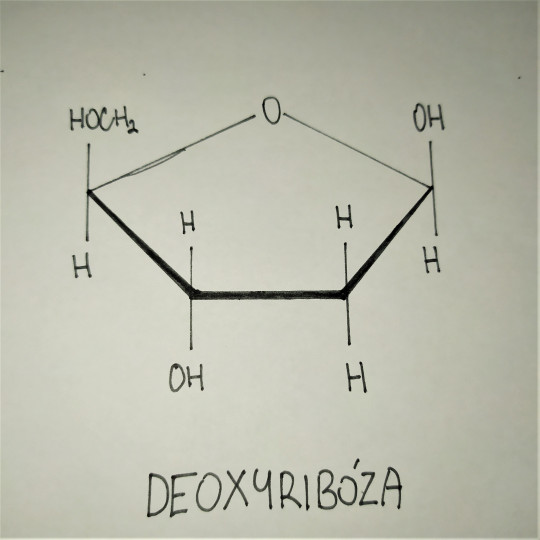 5. Deoxyribóza