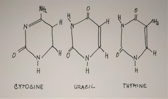 6. Pyrimidiny