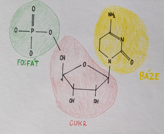 8. Chemická struktura nukleotidu