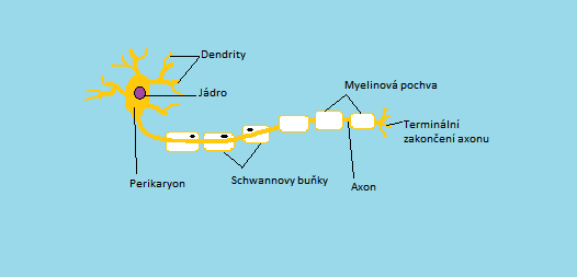 1. Stavba neuronu