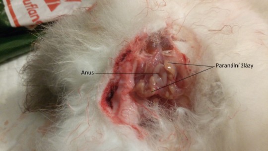 36. Paranální žlázy králíka
