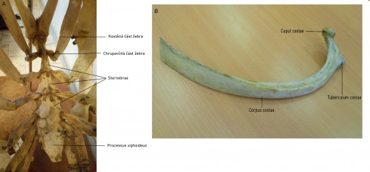 11. Stavba hrudní kosti (A) a žebra (B)