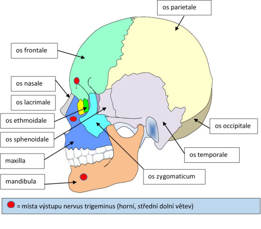 20. Lebka – boční pohled