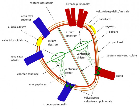 43. Stavba srdeční stěny, srdeční dutiny (schéma)
