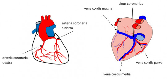 49. Cévní zásobení srdce