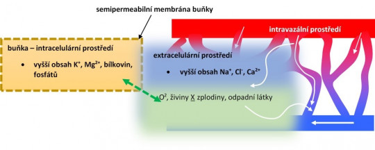 53. Transmembranózní přesun