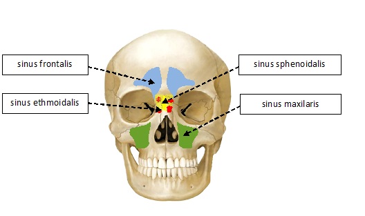 75. Paranasální dutiny