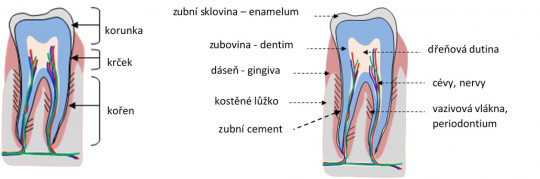 83. Stavba zubu