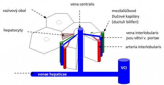 96. Stavba jater – schéma