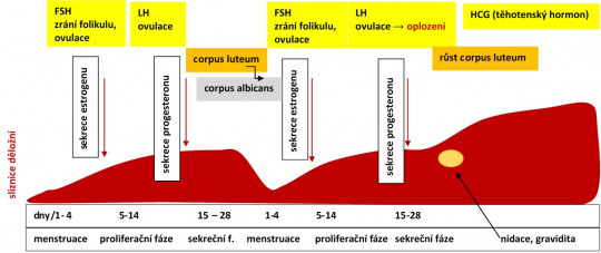 115. Menstruační cyklus