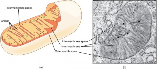 25. Stavba mitochondrie