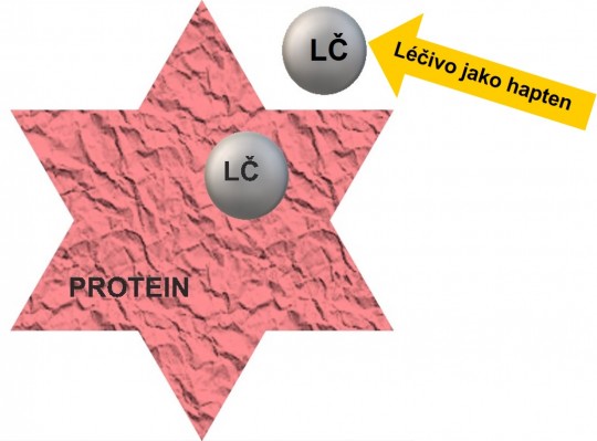 5. Nízkomolekulární léčivo navázané na protein spustí v organizmu tvorbu protilátek, popř. senzibilizaci T-lymfocytů