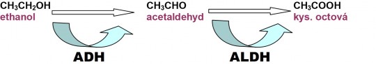 11. Metabolizmus ethanolu (ADH = alkoholdehydrogenáza, ALDH = aldehyddehydrogenáza)