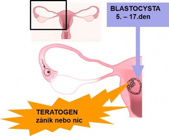 14. Zásah teratogenu v období blastogeneze