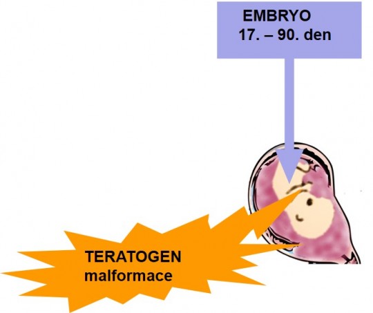 15. Zásah teratogenu v období embryogeneze (malformace)