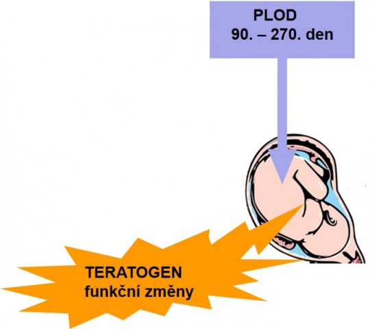 16. Zásah teratogenu ve fetálním období