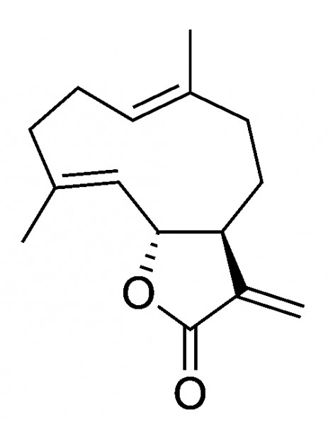 17. Struktura kostunolidu