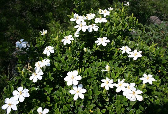 19. Gardenia jasminoides – gardénie jasmínovitá [10]