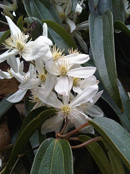 24. Clematis armandii – plamének armandův [8]