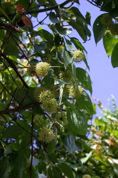 25. Uncaria rhynchophylla – řemdihák zobanolistý [8]