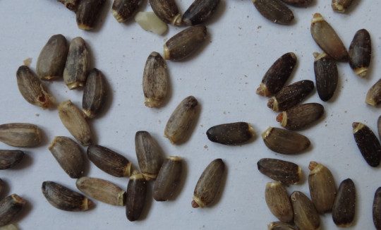 13. Droga Silybi mariani fructus