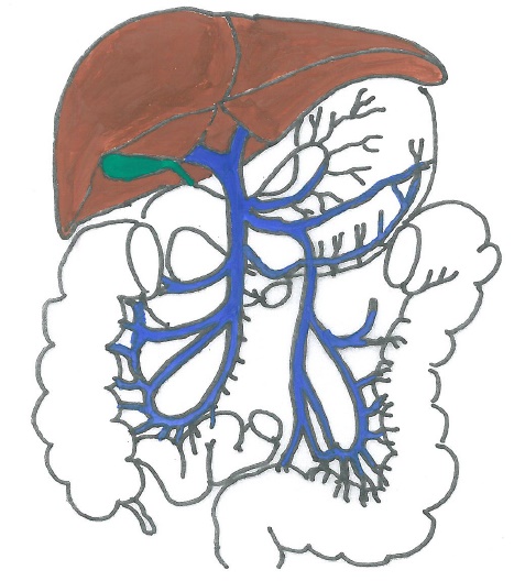 22. Vrátnicová žíla (vena portae)