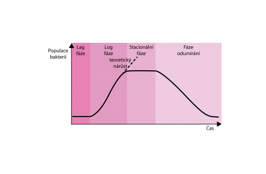 2. Růstová křivka bakterií