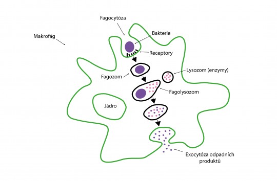 5. Fagocytóza