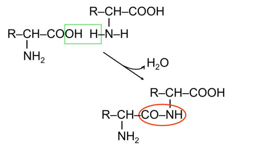 Klinická biochemie