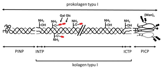 Schéma molekuly prokolagenu typu I a jeho další přeměny (PICP = karboxyterminální propeptid prokolagenu I, ICTP = karboxyterminální telopeptid kolagenu I; PINP (aminoterminální propeptid prokolagenu I) a INTP (aminoterminální telopeptid kolagenu I) jsou obdobné N-terminální peptidy); na vlákna kolagenu je navázána cukerná složka (Gal = galaktóza, Glc = glukóza, Man = manóza)