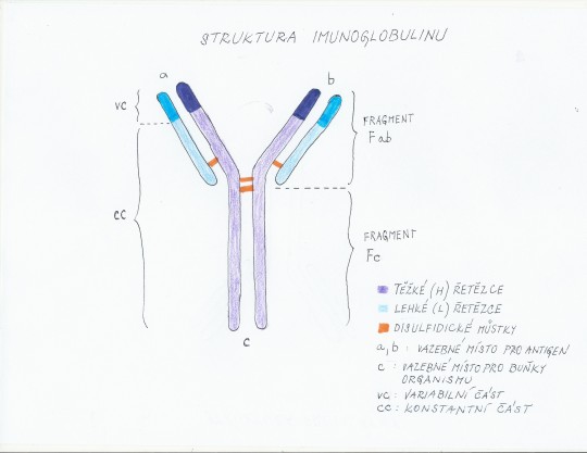 Struktura imunoglobulinu